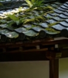  长有苔藓和蕨类的古建筑屋顶5410#竖屏 	 