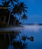  月夜下的椰林湖面风景4098#竖屏 	 