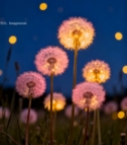  夜间蒲公英特写1531#竖屏 	 