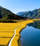  油菜花田山水风光全景3085#竖屏 	 