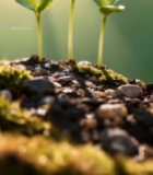  幼苗破土生长特写787#竖屏 	 