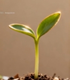  幼苗微距特写画面145#竖屏 	 