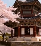  樱花环绕的中式古建筑3921#竖屏 	 