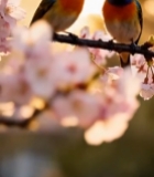  樱花枝上的彩色小鸟7502#竖屏 	 