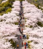  樱花盛开处人群漫步台阶6425#竖屏 	 