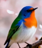  樱花树枝上的彩色小鸟3067#竖屏 	 