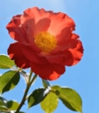  阳光下绽放的红色月季花5026#竖屏 	 