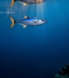  阳光照射下海底游动的鱼7735#竖屏 	 