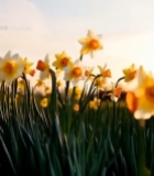  阳光下绽放的黄色水仙花7419#竖屏 	 