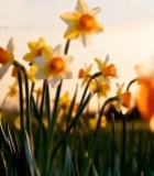  阳光下绽放的黄色水仙花7419#竖屏 	 