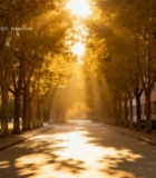  阳光照耀下的林荫道路3738#竖屏 	 