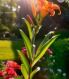  阳光下绽放的橙红色花朵2911#竖屏 	 