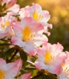  阳光下绽放的粉色花朵(3)4821#竖屏 	 