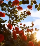  阳光下绽放的红色玫瑰花2492#竖屏 	 