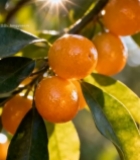  阳光下枝头的橘子果实2338#竖屏 	 