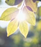  阳光照射下的绿叶特写(1)3333#竖屏 	 