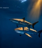  阳光照射下的双鲨鱼海底画面2688#竖屏 	 