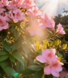  阳光下绽放的粉色花朵(2)4657#竖屏 	 