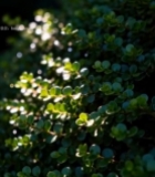  阳光下的绿色植物特写(2)7155#竖屏 	 