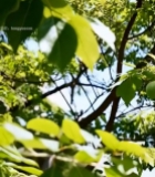  阳光下的绿叶特写(4)6436#竖屏 	 