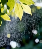  阳光下的翠绿树叶3487#竖屏 	 