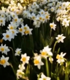  阳光下的水仙花田2238#竖屏 	 