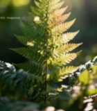  阳光下的蕨类植物特写(3)7646#竖屏 	 