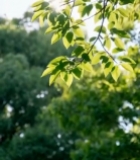  阳光下的绿叶树枝2819#竖屏 	 