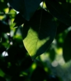  阳光下的绿叶特写(1)2373#竖屏 	 