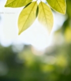  阳光下的绿色树叶特写(2)2951#竖屏 	 