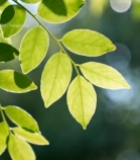  阳光下的绿叶特写(5)6725#竖屏 	 