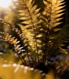  阳光下的蕨类植物特写(1)5419#竖屏 	 
