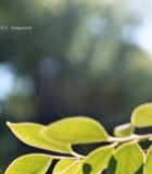  阳光下的绿色树叶特写(5)5747#竖屏 	 