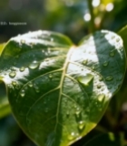  阳光下带水珠的绿叶特写985#竖屏 	 