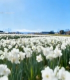  阳光下的白色水仙花田6247#竖屏 	 