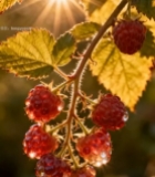  阳光下带水珠的成熟树莓6726#竖屏 	 