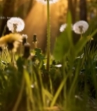  阳光下草地蒲公英特写4474#竖屏 	 