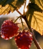  阳光下带露珠的树莓果实4262#竖屏 	 