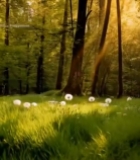  阳光下草地中的蒲公英494#竖屏 	 