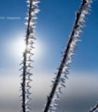  阳光下带霜的植物枝条特写667#竖屏 	 