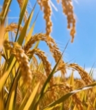  阳光下成熟的稻穗特写3764#竖屏 	 