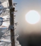  阳光下带霜植物特写6434#竖屏 	 