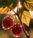  阳光下带露珠的成熟树莓196#竖屏 	 