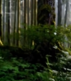  阳光穿透森林树木景象1941#竖屏 	 