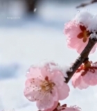  雪中绽放的粉色梅花2015#竖屏 	 