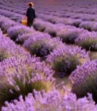  薰衣草田女子夕阳下持篮漫步1896#竖屏 	 