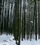  雪中竹林木栈道风景5839#竖屏 	 