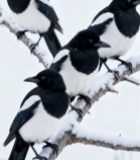  雪天树枝上的几只喜鹊4316#竖屏 	 