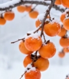  雪中挂枝的成熟柿子1957#竖屏 	 