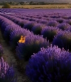  薰衣草田日出自然风光6449#竖屏 	 